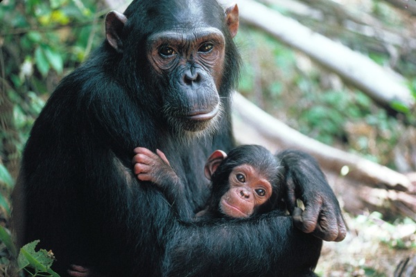 Los chimpancés están genéticamente adaptados a su entorno y a infecciones como la malaria