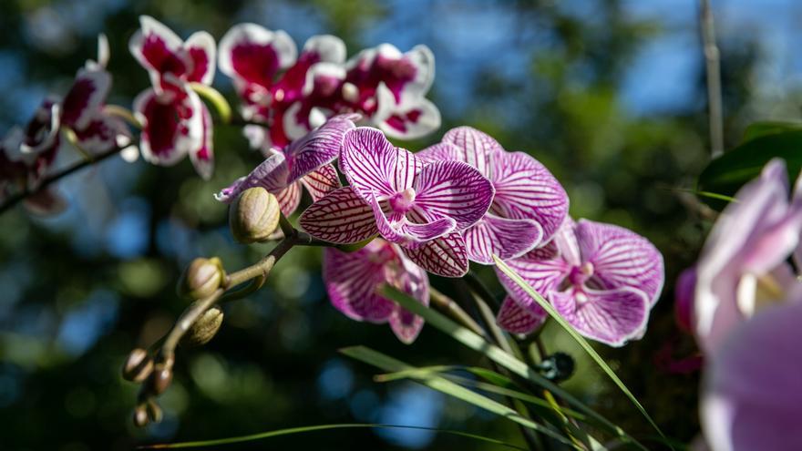 Miles de orquídeas recrean los paisajes tradicionales chinos en Nueva York