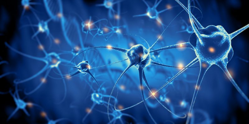 Descifran los circuitos neuronales implicados en la toma de decisiones