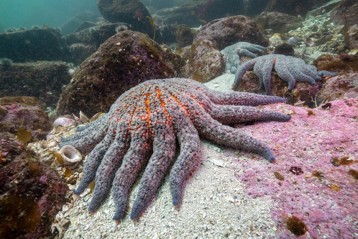 Identificada una bacteria responsable de diezmar las estrellas de mar en Norteamérica
