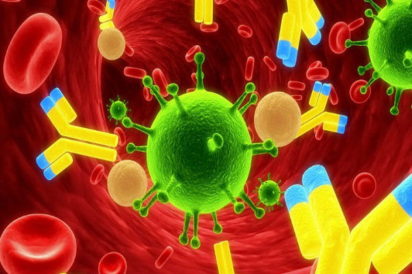 Un anticuerpo humano previene la malaria en ratones