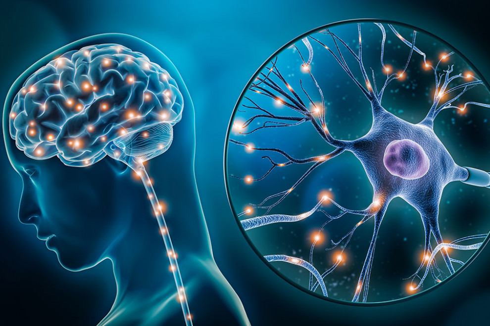 Plásticos en el cerebro: qué sabe la ciencia
