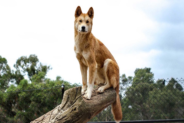 El dingo australiano se separó genéticamente de los perros por su aislamiento