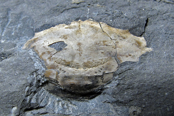 Identifican en Brasil el fósil de una nueva especie de cangrejo con 20 millones de años