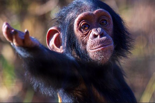 La comunicación de los chimpancés podría ser un puente evolutivo al lenguaje humano