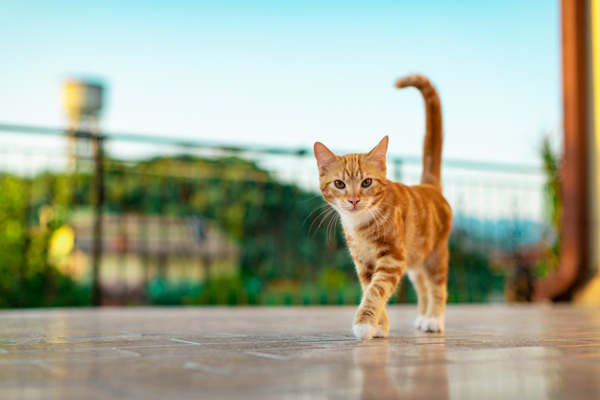 Un estudio descubre la mutación genética que hace únicos a los gatos naranjas