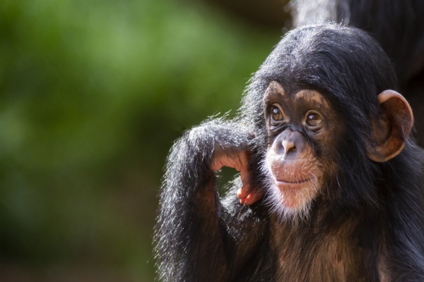 Los chimpancés se contagian de los bostezos de los androides