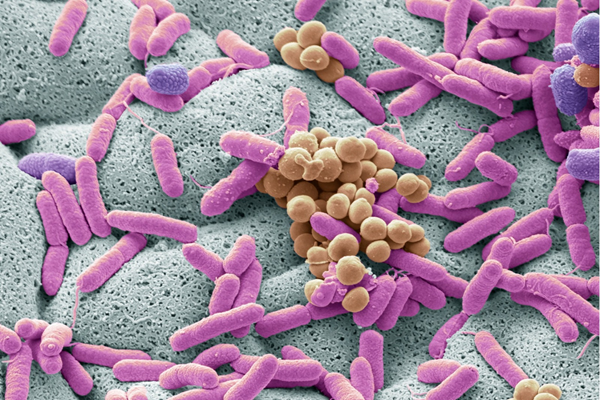 Microbiota y salud mental: La estrecha relación entre intestinos y cerebro