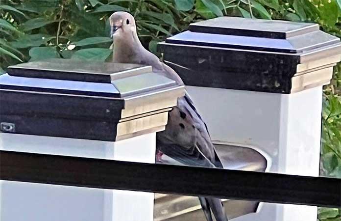 El aprendizaje asociativo, la clave de la IA y de las palomas