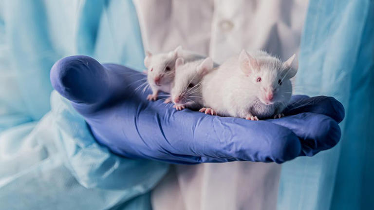 Transfieren a ratones un tipo de alzhéimer a través de un trasplante de médula ósea