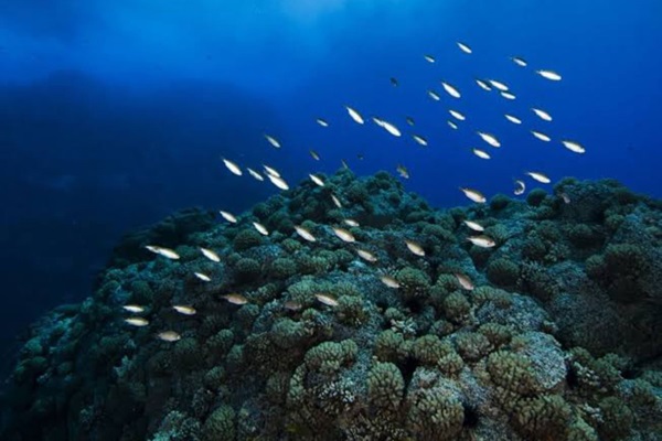 Ocean Hackathon: peruanos podrán postular ideas para conservación de los océanos