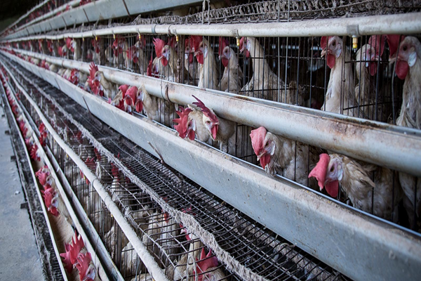 La forma como son criadas las gallinas afectan el huevo que consumes.