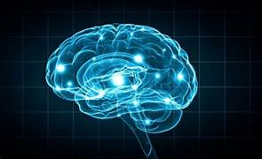 Descubren un nuevo circuito cerebral que detecta rápidamente las caras