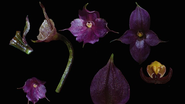 Descubren en Perú un nuevo tipo de orquídea que crece a más de 3.500 metros de altura
