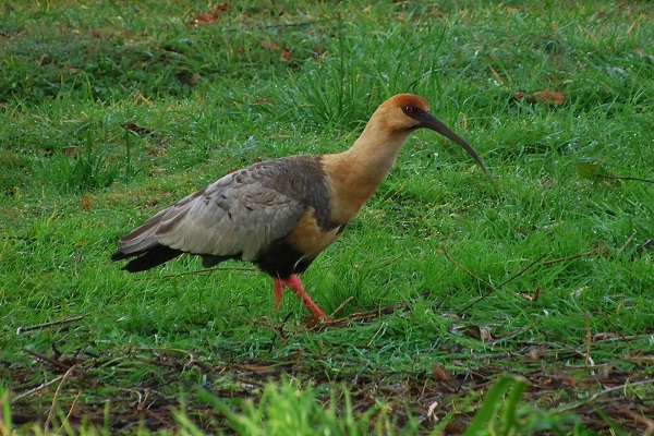Las aves terrestres lograron sobrevivir a la extinción de los dinosaurios