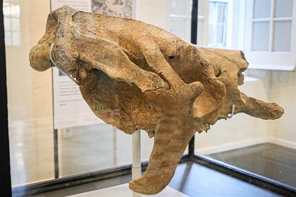 Vuelve la Edad de Hielo con cráneo de un perezoso gigante hallado en Uruguay