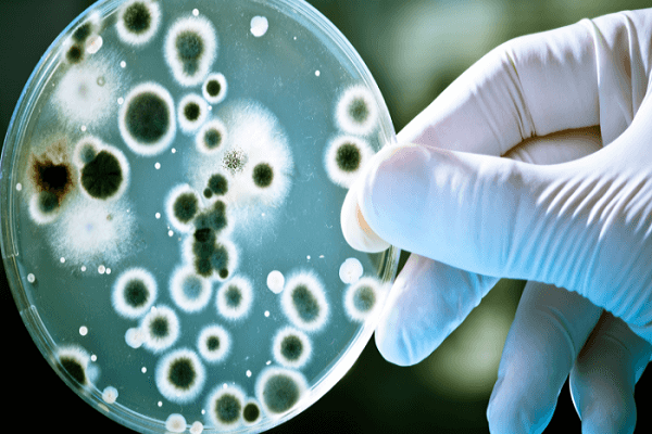 ¿Sabe qué determinadas bacterias se alimentan de la penicilina?