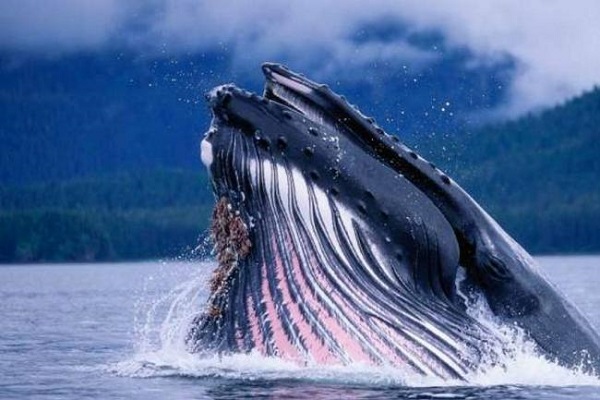 Las ballenas boreales son los 
