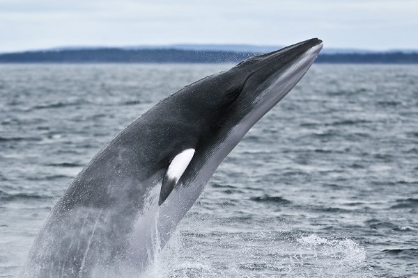 La ballena minke se alimenta como un Pac-man en la Antártida
