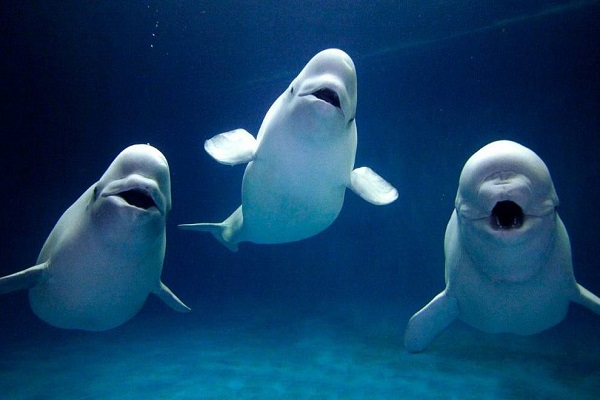 Las ballenas beluga y las narvales también tienen la menopausia