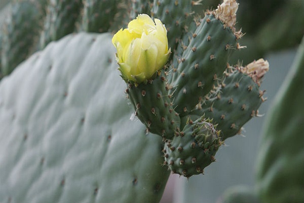 Científica logra crear un nuevo plástico con el jugo de un cactus