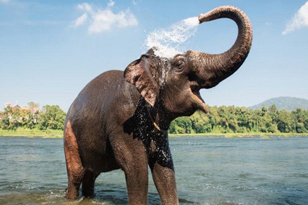 El primer mapa genético del elefante confirma 2 especies distintas en África