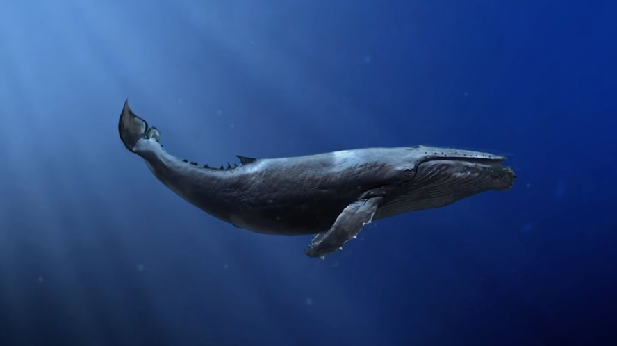 El canto de las ballenas tiene similitudes con el habla humana en términos de eficacia