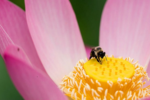 Las flores crean un halo azul en sus pétalos para ayudar a las abejas  