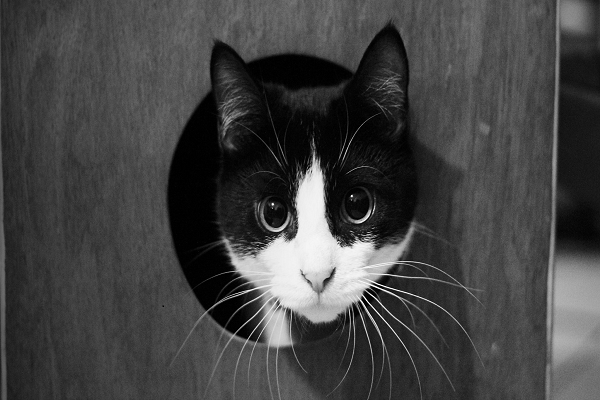 Estudio afirma que parásito común en gatos es causa de espíritu empresarial