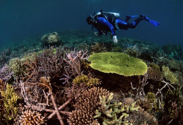La plantación de coral logra recuperar un arrecife en solo cuatro años