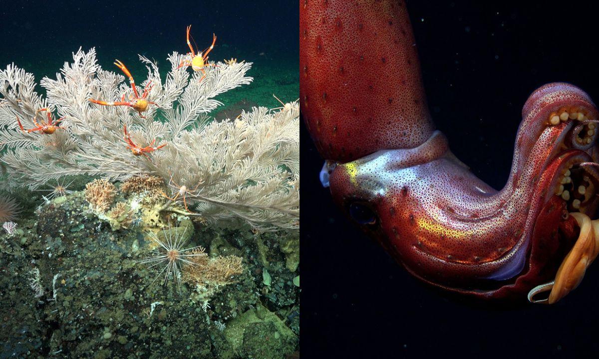 Descubren dos nuevos arrecifes de coral en aguas frías y profundas de las Islas Galápagos