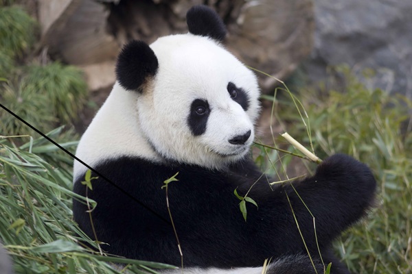 El microARN del bambú contribuye al vegetarianismo de los pandas gigantes