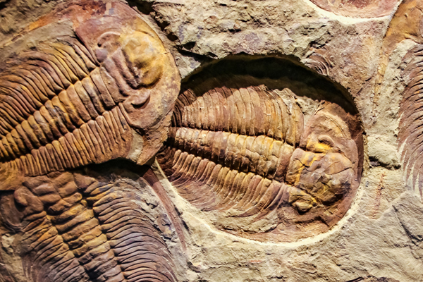 Los trilobites mejor conservados surgieron de las cenizas, como si fuera Pompeya
