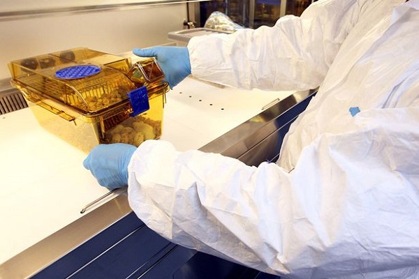 Expertos británicos desarrollan óvulos humanos en laboratorio por primera vez