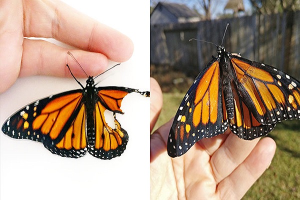 Con sus alas intactas: Científicos logran trasplantar a una mariposa para que pueda volar nuevamente
