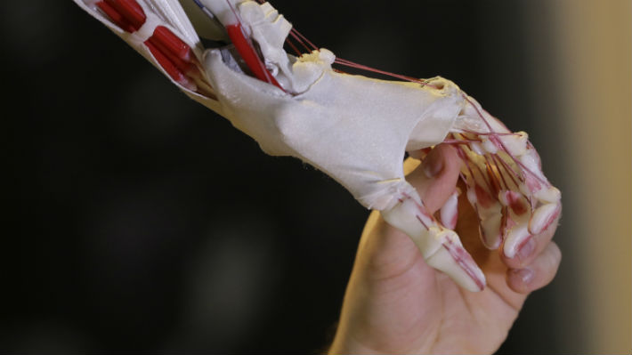 Científicos crean músculos artificiales que podrían ser aplicados en prótesis humanas