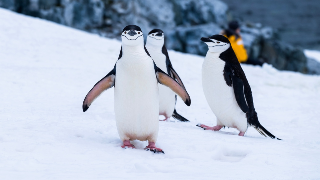 El Pingüino emperador en la Antártica, en peligro de extinción, por la reducción del hielo