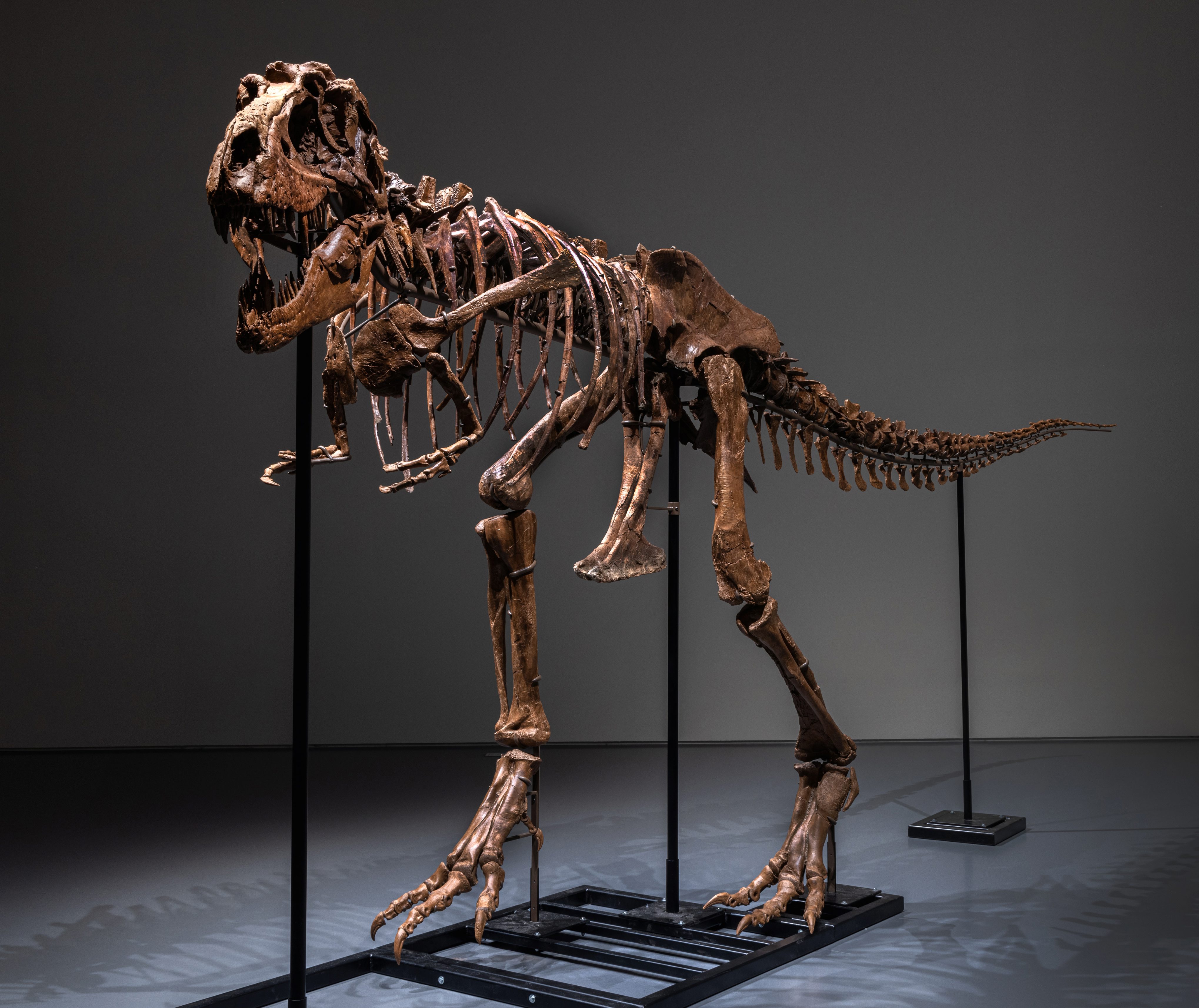 Subastarán en Nueva York un esqueleto de dinosaurio que vivió hace 150 millones de años