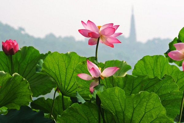 La historia evolutiva de las flores en China varía de este a oeste del país
