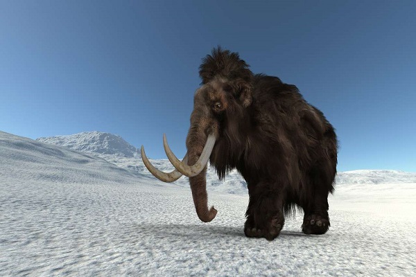 El ARN más antiguo del mundo, extraído de un mamut lanudo de 40.000 años