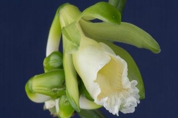 Costa Rica: Descubren nueva orquídea del género Vanilla 