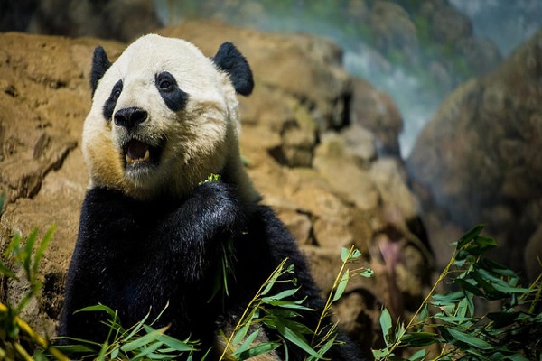 Hallan restos de un panda gigante de 22.000 años de un linaje desconocido