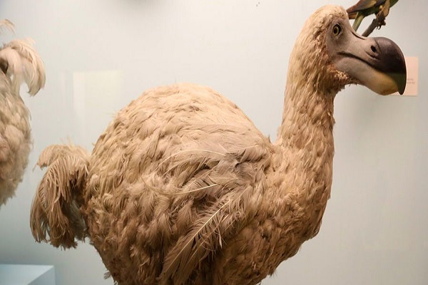 Nueva Zelanda: Encuentran restos de especie de paloma emparentada con el dodo