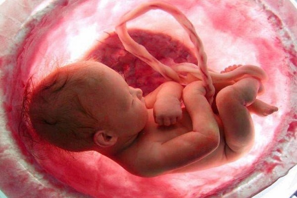 Hallan vinculo entre la placenta y desarrollo de la esquizofrenia
