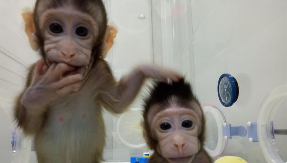 China lanza un centro de investigación para la clonación de primates