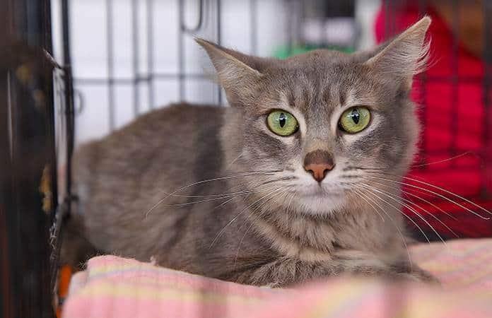 La nariz de los gatos puede funcionar como un equipo de análisis químico