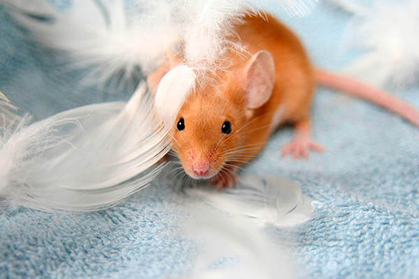 Bloquear una proteína inflamatoria mejora la salud y la esperanza de vida en ratones