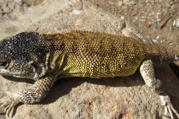 Descubiertas dos nuevas especies de lagartijas en el Machu Picchu