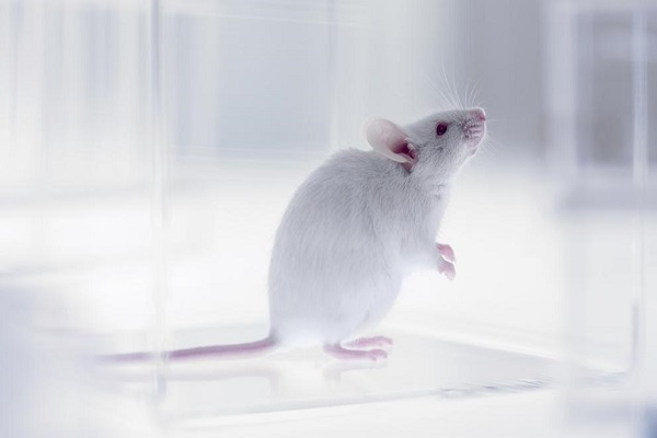 Aislamiento social crónico causa transformación en el cerebro de ratones