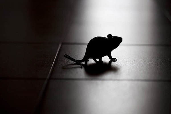 Estudio demuestra que el miedo de los ratones a los depredadores es genético